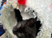VERY LOVING BOY KITTEN READY NOW