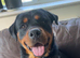HANDSOME ROTTWEILER STUD AVAILABLE
