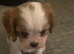 Beautiful Cavalier King Charles Spaniel Puppies &ndash; Ready for Loving Homes