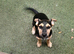 6 month old jack russel