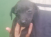 Perfect patterdales ready now