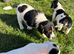 Jack Russel