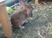 Male Lionhead x Lop