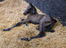 Top Middleweight Partbred ID Hunter Foal