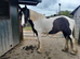 SHIRE X YEARLING FILLY
