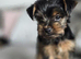 Beautiful Yorkshire terrier puppies