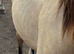 Stunning buckskin colt