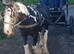 Mini Cob