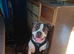 3yr old American staff looking for forever home