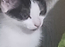Kitten for sale