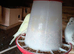 2 budgie hens for sale