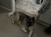 Akita