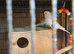Budgies
