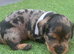 Beautiful miniature Schnoxie