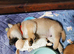 5 Shiba inu puppies