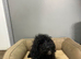Maggie two stunning black cockapoo girls