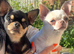 Kc reg white and cream chihuahua female