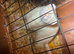 Albino jill