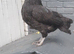 Black bantam chicken