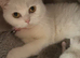 WHITE BSH kitten