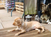 Golden and white 2.7yr female cocker spaniel