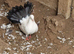 Black tail fantail fancy pigeon for sale