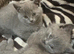 British Shorthair kittens