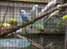 Young birds