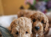 Ready, breeder, 4 dna clear red small miniature cockapoo litter