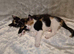 Lovely cuddly kittens ready now