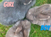 Mini lops (2 boys 1 girl)