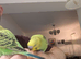 Hand tamed male baby budgie