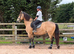 17.1 Warmblood