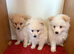 Pomeranian puppies