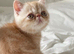 Gorgeous GCCF registered kittens from Champions parents