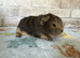 Two boars for sale