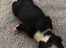 5* pedigree Boston terriers