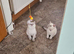 2 GCCF Registered British Shorthair Kittens For Sale
