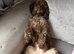 F1b cockapoo