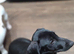 Solid black miniature dachshund