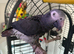 Timneh African grey 6 years old