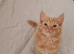 Fluffy kitten boy left