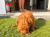 Toy poodle puppies 1 girl 2 boys