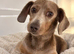 Lilac and Tan miniature dachshund for sale/rehome