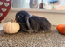 2 Minni lop does and 2 Minni lop Bucks
