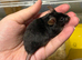 AVAILABLE: 2 Really friendly fancy male mice for sale