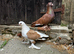 I have lovely pair with pear baby for sale very nice bird very healthy