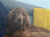 KC reg Irish Setter - Working Lines