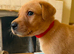 KC Fox Red Labrador Puppies