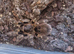 G.Pulchripes